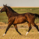 2019-Ingrato-semental-AA-3