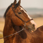 2019-Ingrato-semental-AA-5