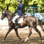 ALMENARA ALTA
Anglo Árabes-
Écija (Sevilla)