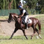 2020-GSAA-Adalid-semental-2