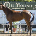 2021-10-yeguada-almenara-alta-COCA-GGSS-3