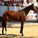 2021-jerez-coca-aa-yeguada-almenara-alta-1